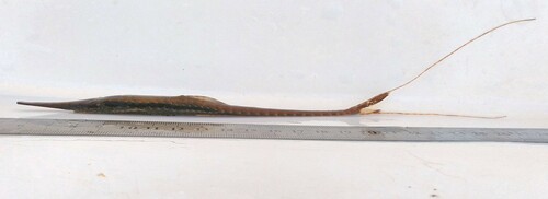 Paraguay-twijgmeerval (Farlowella paraguayensis) — Loricariidae — 2