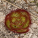 Painted Sundew - Photo (c) Donald Hobern, some rights reserved (CC BY)