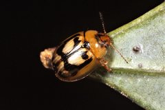 Peltoschema hamadryas