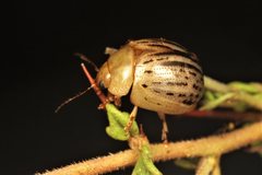 Peltoschema nigroconspersum