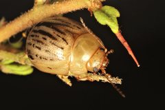 Peltoschema nigroconspersum