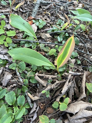 Convallaria pseudomajalis (Convallaria pseudomajalis)