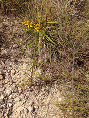 Dysodiopsis tagetoides