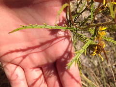 Dysodiopsis tagetoides