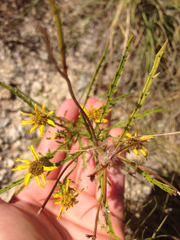 Dysodiopsis tagetoides