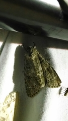 Acronicta rubricoma