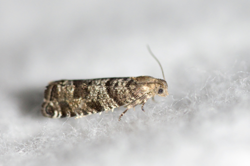 European Spruce Needleminer Moth