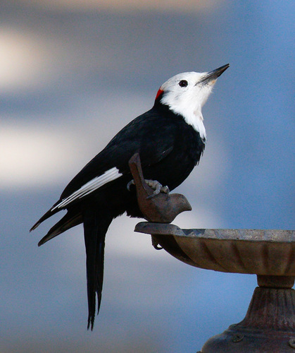 White-headed Woodpecker (Leuconotopicus albolarvatus)