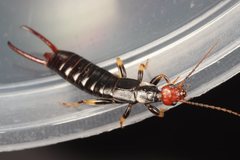 Nesogaster ruficeps