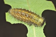 Paropsisterna rufobrunnea