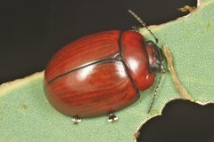 Paropsisterna rufobrunnea