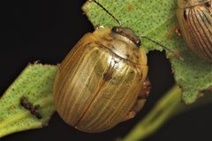 Paropsisterna nucea