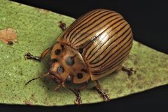 Paropsisterna intacta