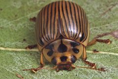 Paropsisterna intacta