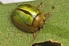 Paropsisterna hectica