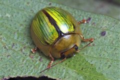 Paropsisterna hectica