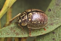 Paropsisterna decolorata