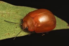 Paropsisterna aequalis