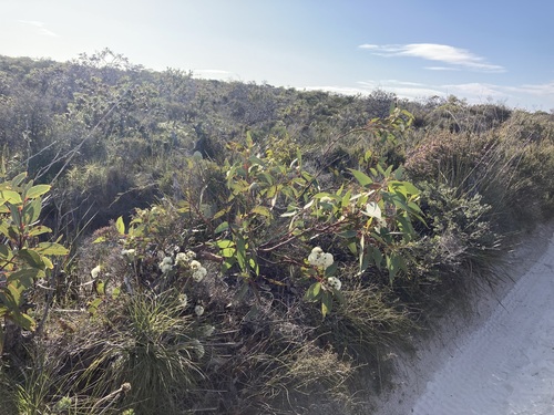 Image of Eucalyptus staeri by (c) Thomas Mesaglio, some rights reserved (CC BY)