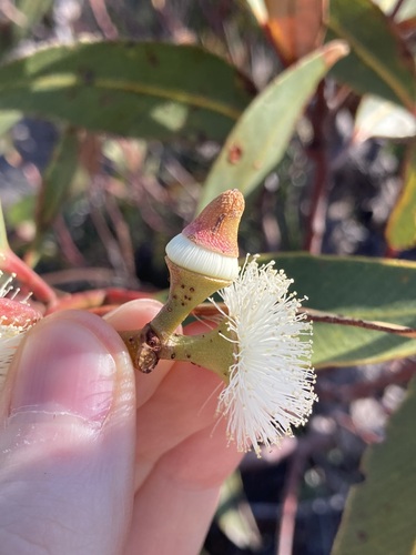 Image of Eucalyptus staeri by (c) Thomas Mesaglio, some rights reserved (CC BY)