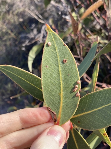 Image of Eucalyptus staeri by (c) Thomas Mesaglio, some rights reserved (CC BY)