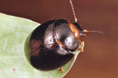 Paropsisterna rufipes