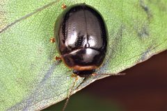 Paropsisterna rufipes