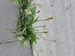 Plantago lanceolata