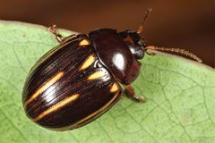 Paropsisterna lineata