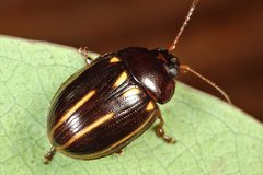 Paropsisterna lineata