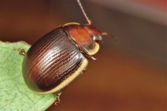 Paropsisterna subcostata