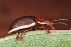 Paropsisterna subcostata