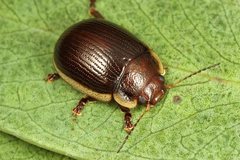 Paropsisterna subcostata