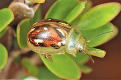 Paropsisterna obliterata