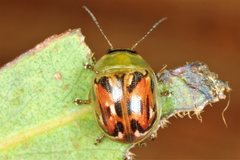 Paropsisterna obliterata