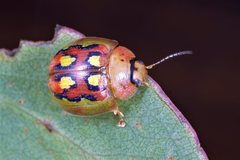 Paropsisterna nobilitata