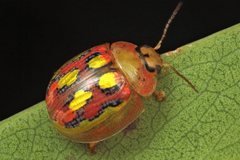 Paropsisterna nobilitata