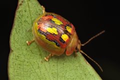 Paropsisterna nobilitata