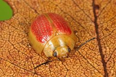Paropsisterna fastidiosa