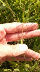 Dichanthelium villosissimum
