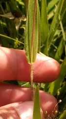 Dichanthelium villosissimum