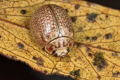 Paropsisterna decolorata