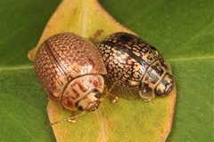 Paropsisterna decolorata