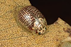 Paropsisterna decolorata