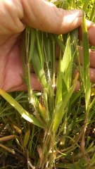 Dichanthelium villosissimum