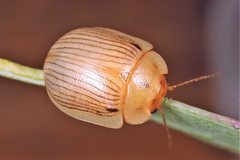 Paropsisterna lignea