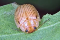 Paropsisterna lignea