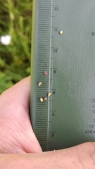 Dichanthelium villosissimum