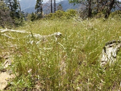 Festuca microstachys