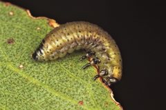 Paropsisterna bimaculata